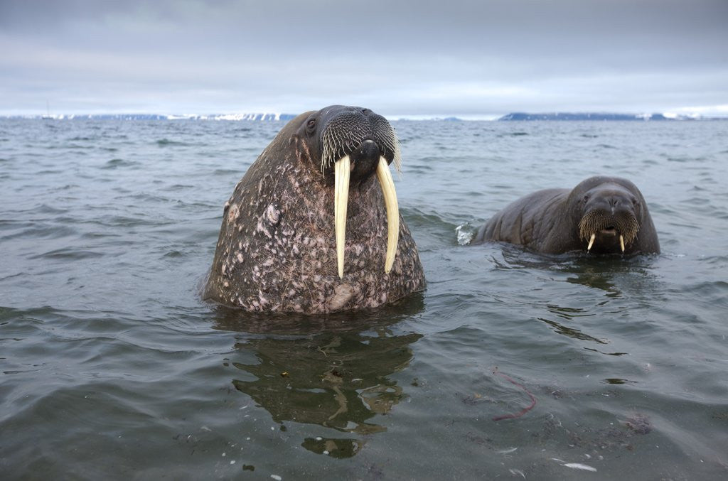 Detail of Walruses swimming by Anonymous