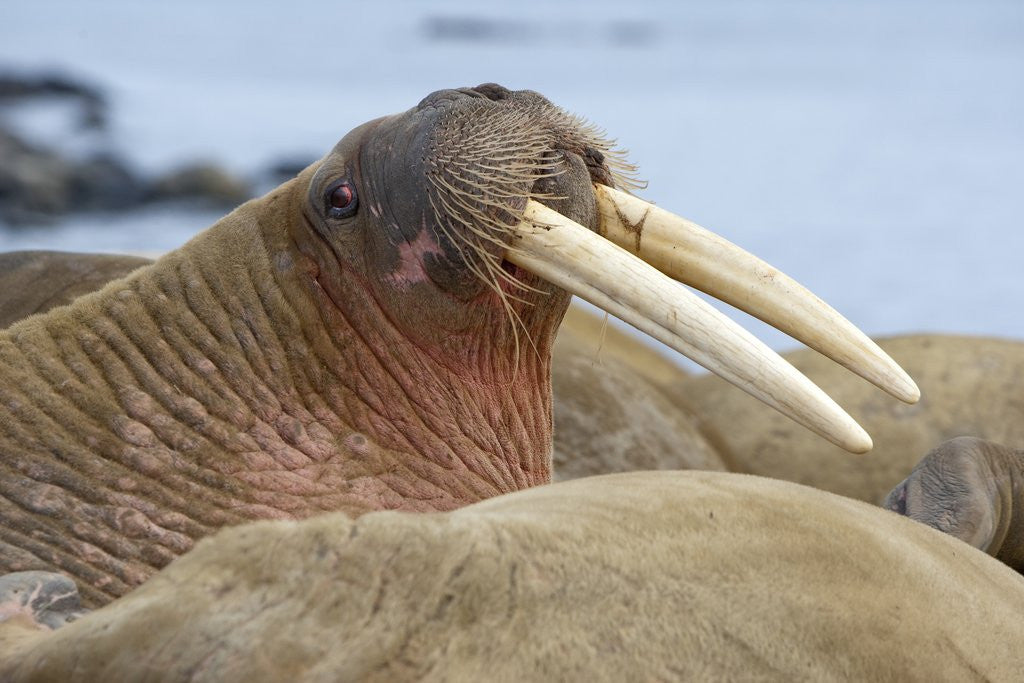 Detail of Walrus herd lying on beach by Anonymous