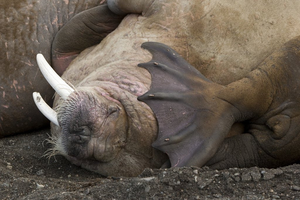 Detail of Walrus herd lying on beach by Anonymous