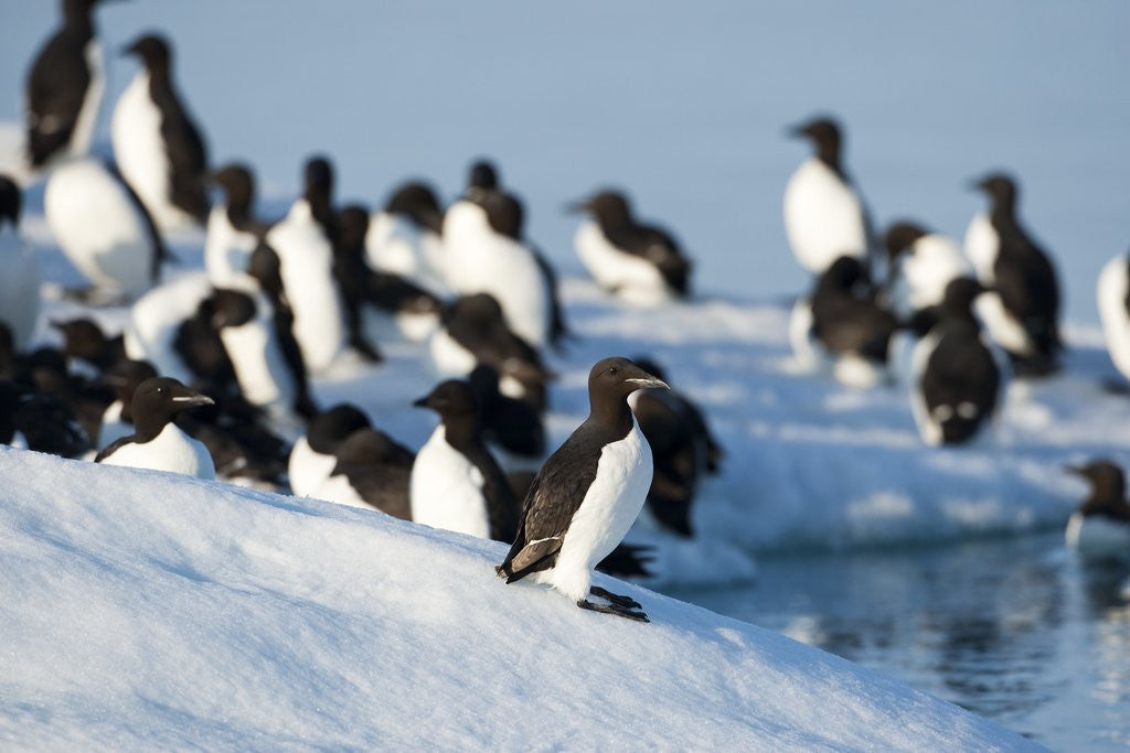 Detail of Brunnich's Guillemots, Svalbard, Norway by Anonymous