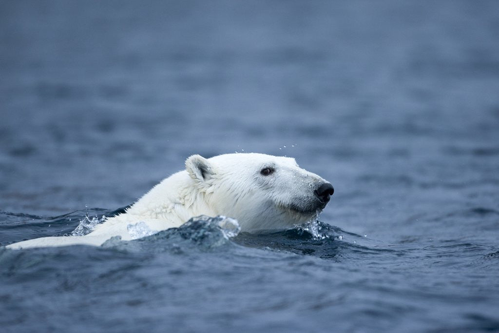 Detail of Polar Bear, Svalbard, Norway by Anonymous