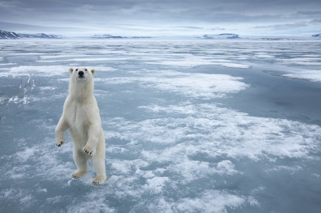 Detail of Polar Bear, Svalbard, Norway by Anonymous