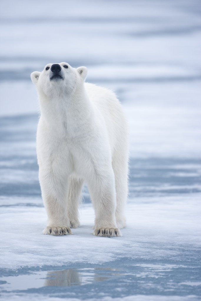 Detail of Polar Bear, Svalbard, Norway by Anonymous