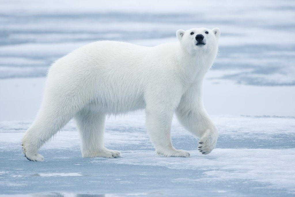 Detail of Polar Bear, Svalbard, Norway by Corbis