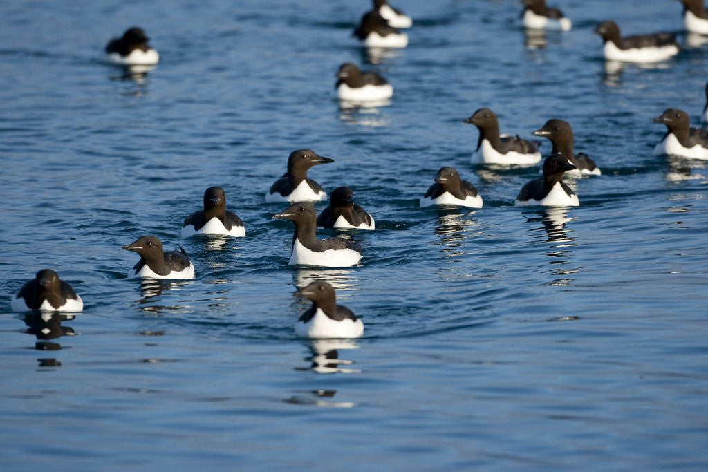 Detail of Brunnich's Guillemots, Svalbard, Norway by Anonymous