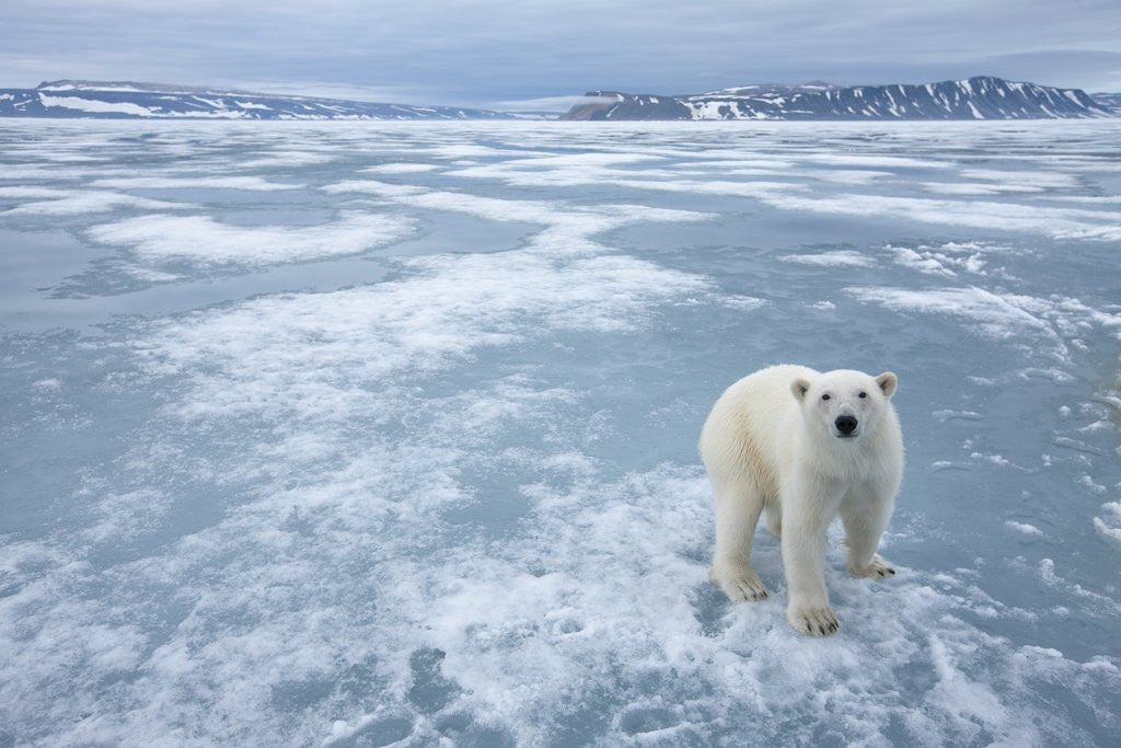 Polar Bear, Svalbard, Norway by Corbis