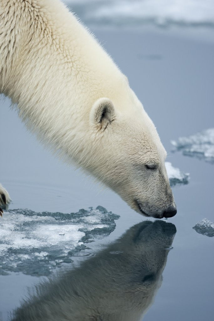 Detail of Polar Bear sniffing water by Anonymous