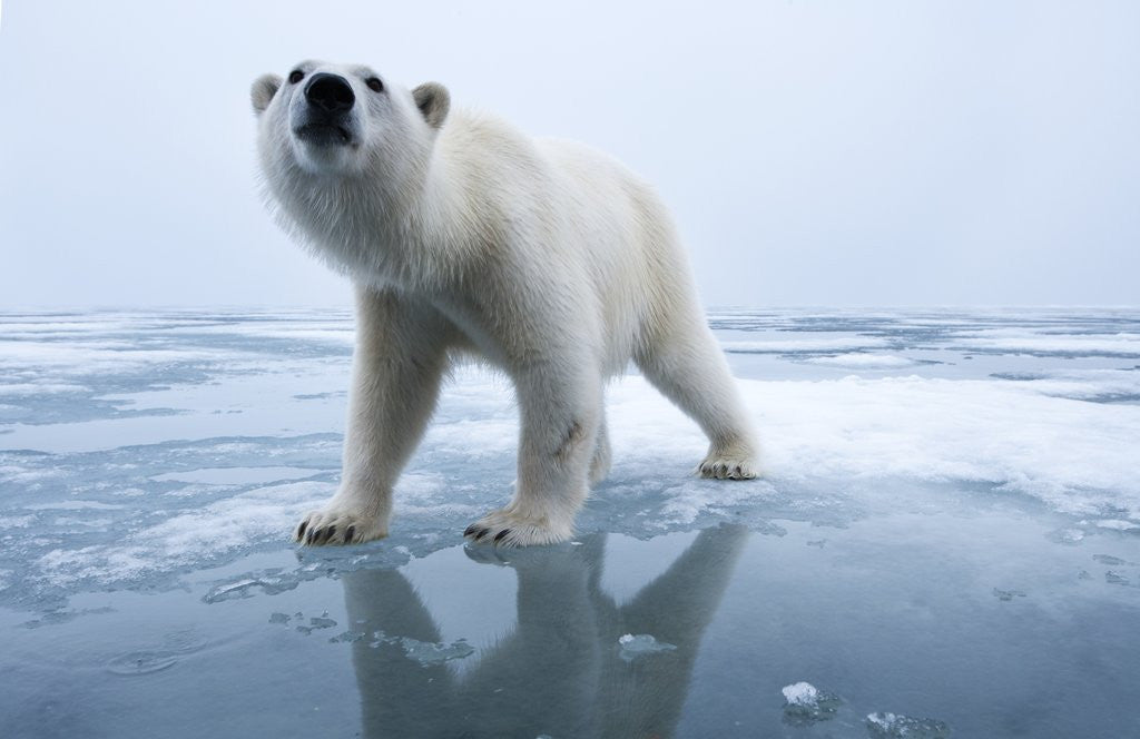 Polar Bear on ice by Corbis