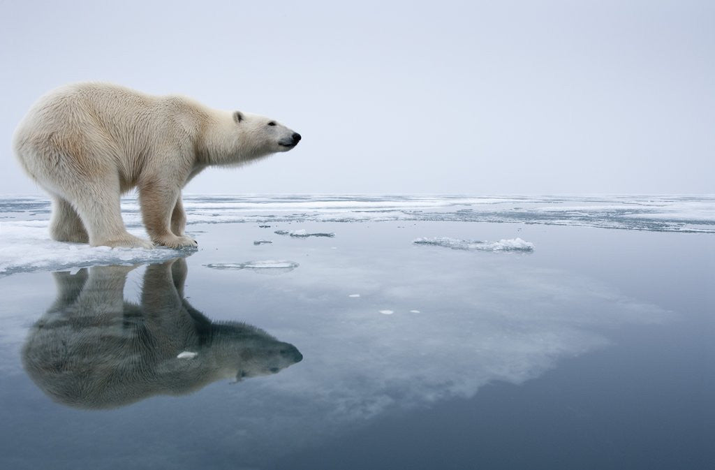 Detail of Polar Bear on Melting Ice, Svalbard, Norway by Corbis