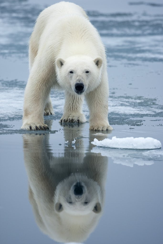 Detail of Polar Bear on melting ice, Svalbard, Norway by Corbis