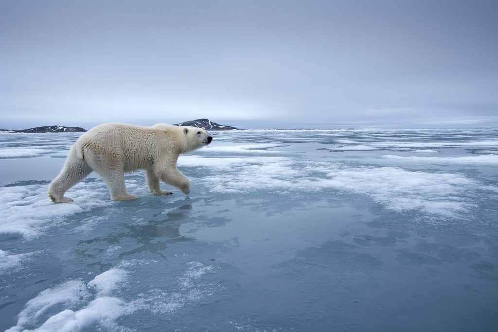 Detail of Polar Bear walking on melting ice by Anonymous
