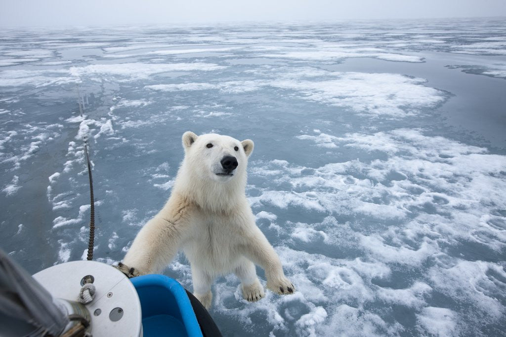 Detail of Polar Bear leaning on bowsprit on ice by Corbis