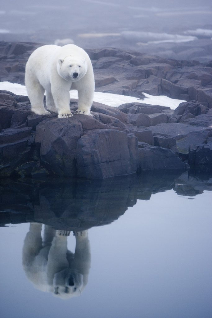 Detail of Polar Bear walking on rocky shoreline by Anonymous