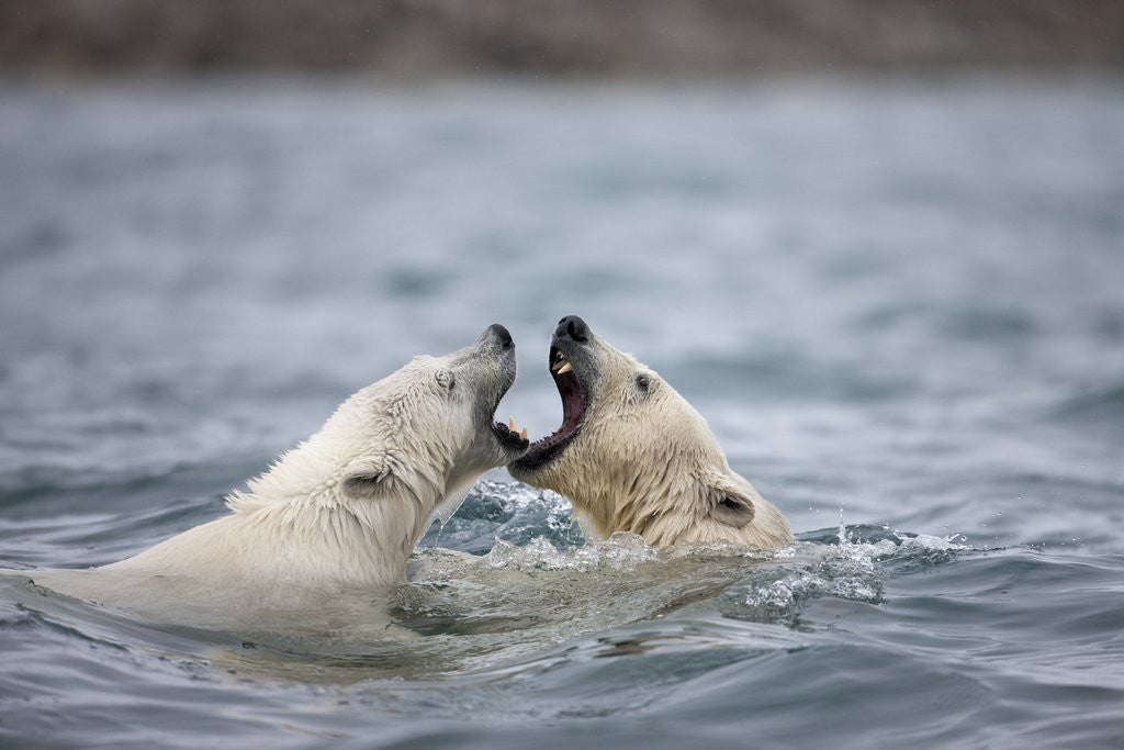 Detail of Polar Bears fighting in water by Anonymous