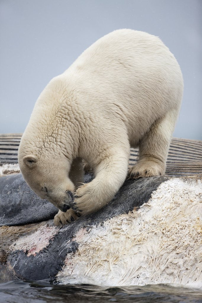 Detail of Polar Bear feeding on Dead Fin Whale by Anonymous