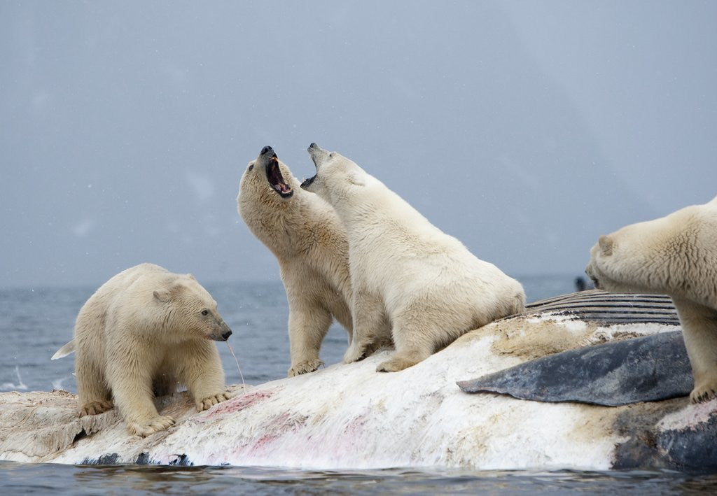Detail of Polar Bear fighting over Dead Fin Whale by Anonymous