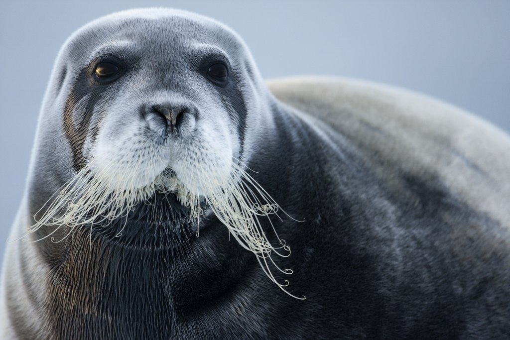 Detail of Bearded Seal, on Iceberg, Svalbard, Norway by Anonymous
