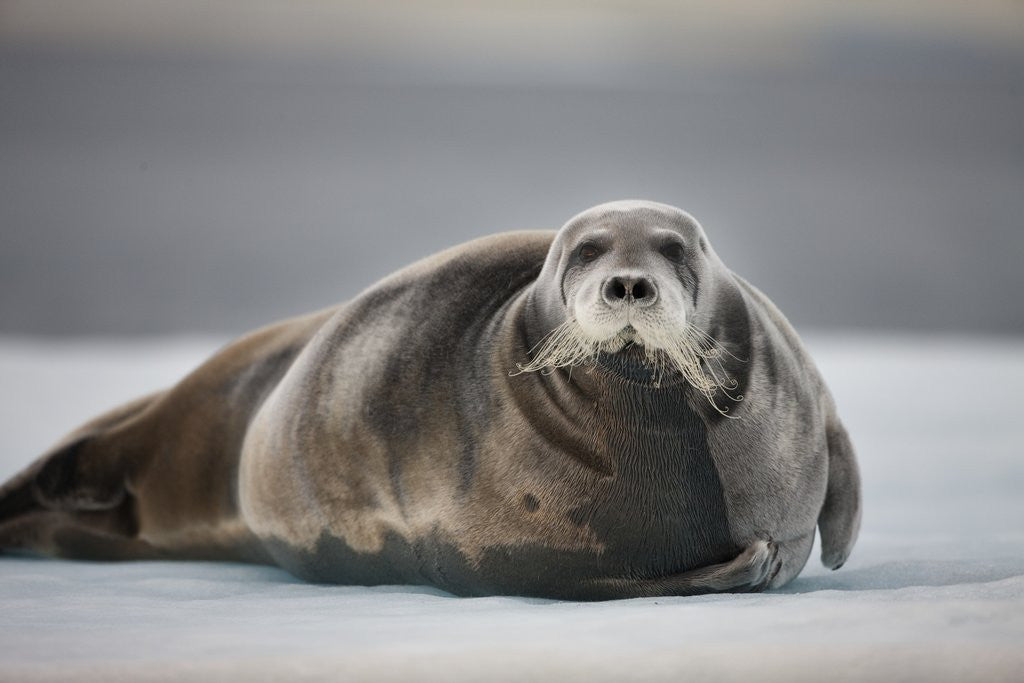Detail of Bearded Seal on Ice by Anonymous