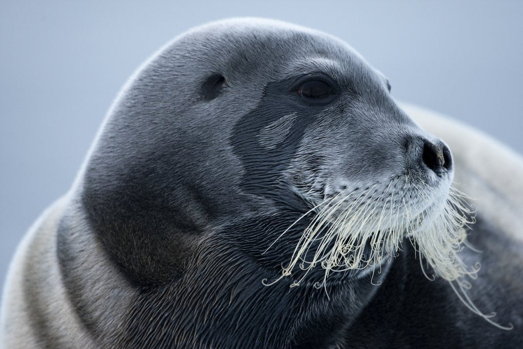 Detail of Bearded Seal, on Iceberg, Svalbard, Norway by Anonymous