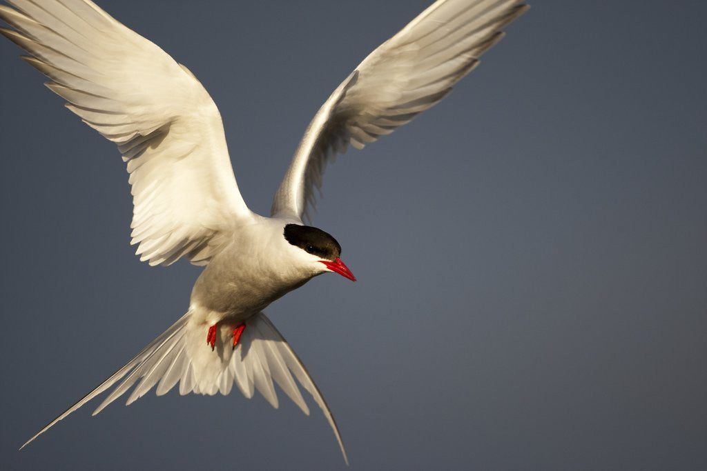 Detail of Arctic Tern in flight by Anonymous