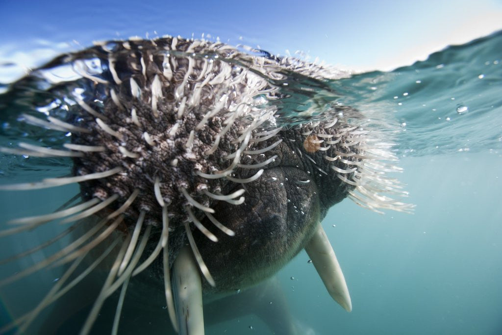 Detail of Walrus swimming by Anonymous