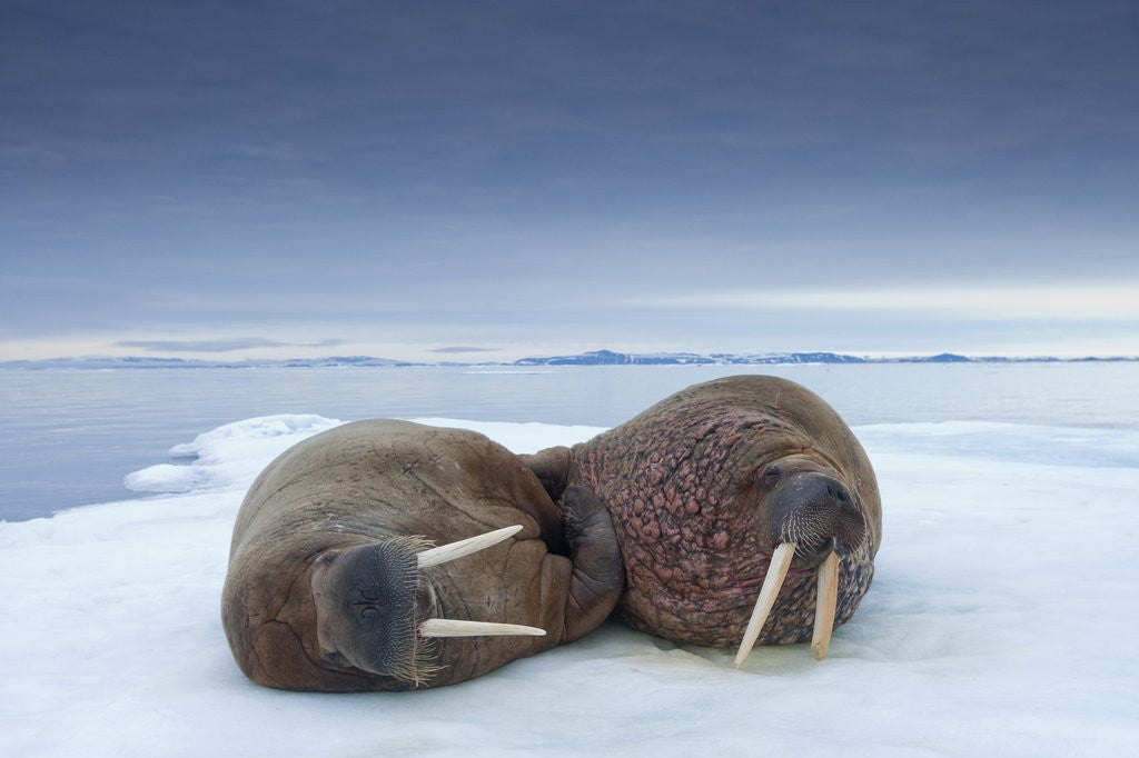 Detail of Walruses lying on ice by Corbis