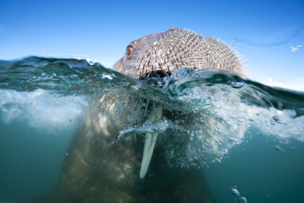 Detail of Walrus swimming by Anonymous