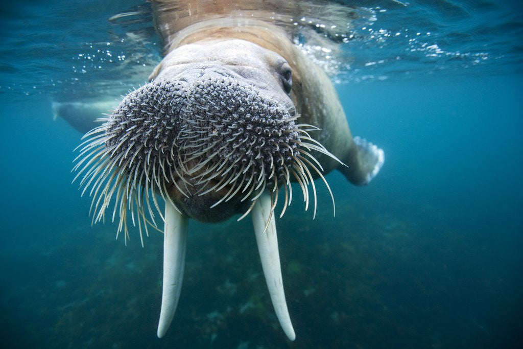 Detail of Adult male walrus, Lagoya, Svalbard, Norway by Anonymous