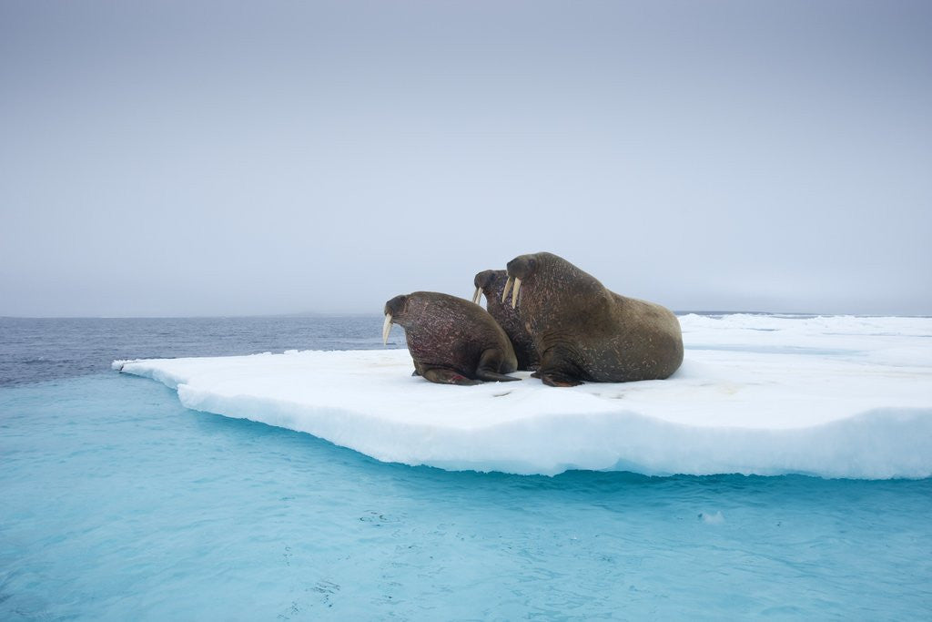 Detail of Group of Walrus on ice by Corbis