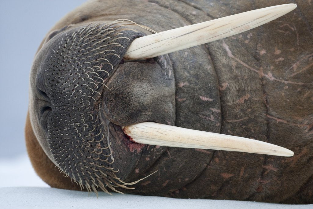 Detail of Walrus on ice by Anonymous