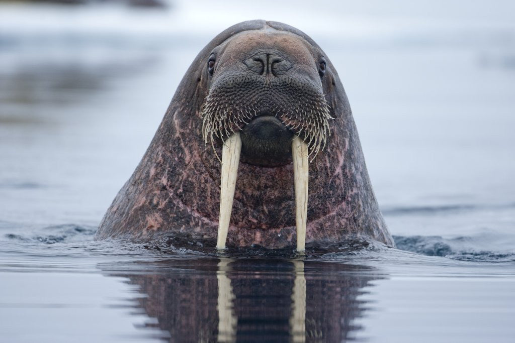 Detail of Walrus swimming by Anonymous