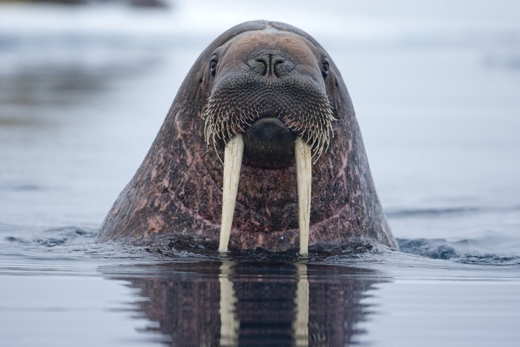 Detail of Walrus swimming by Corbis