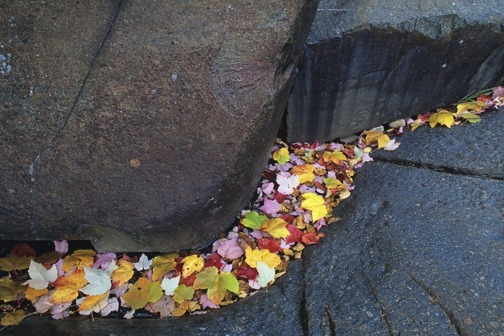 Detail of Red Maple Leaves at Onaping Falls Near Onaping, Ontario, Canada by Anonymous