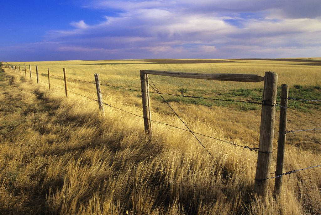 Detail of Fence Along Field, South West Saskatchewan, Canada by Anonymous