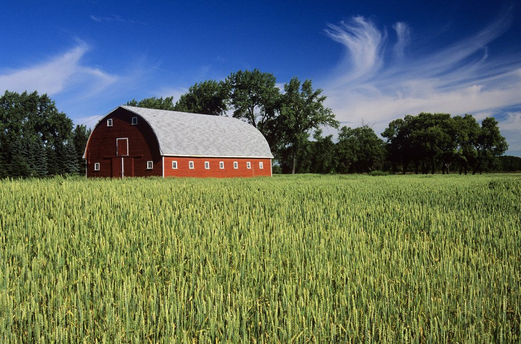 Detail of A Field of Wheat and Barn, Myrtle, Manitoba, Canada by Anonymous