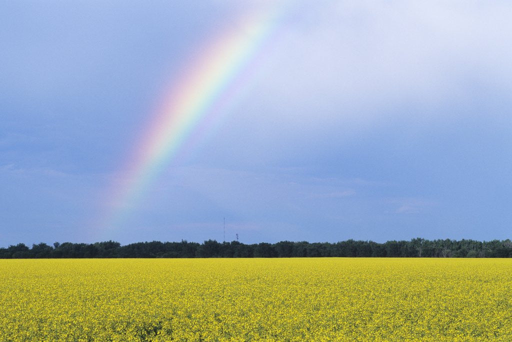 Detail of Rainbow and Canola, Morris, Manitoba, Canada by Anonymous