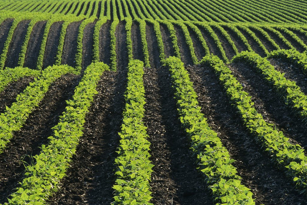 Detail of Bean Field Near Treherne, Manitoba, Canada by Anonymous
