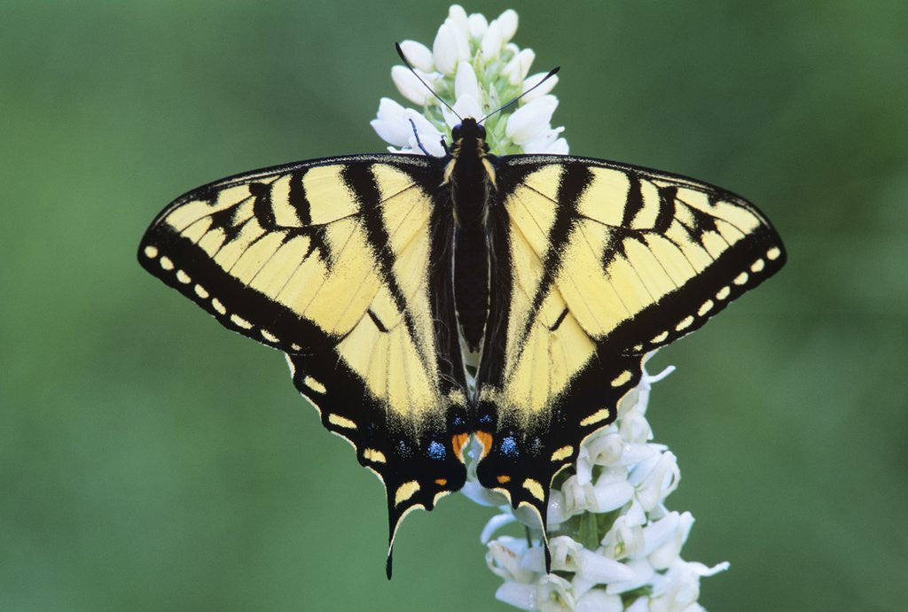 Detail of Tiger Swallow Tail Butterfly on Bog Rein Orchid, Wells Gray Provincial Park, British Columbia, Canada by Anonymous