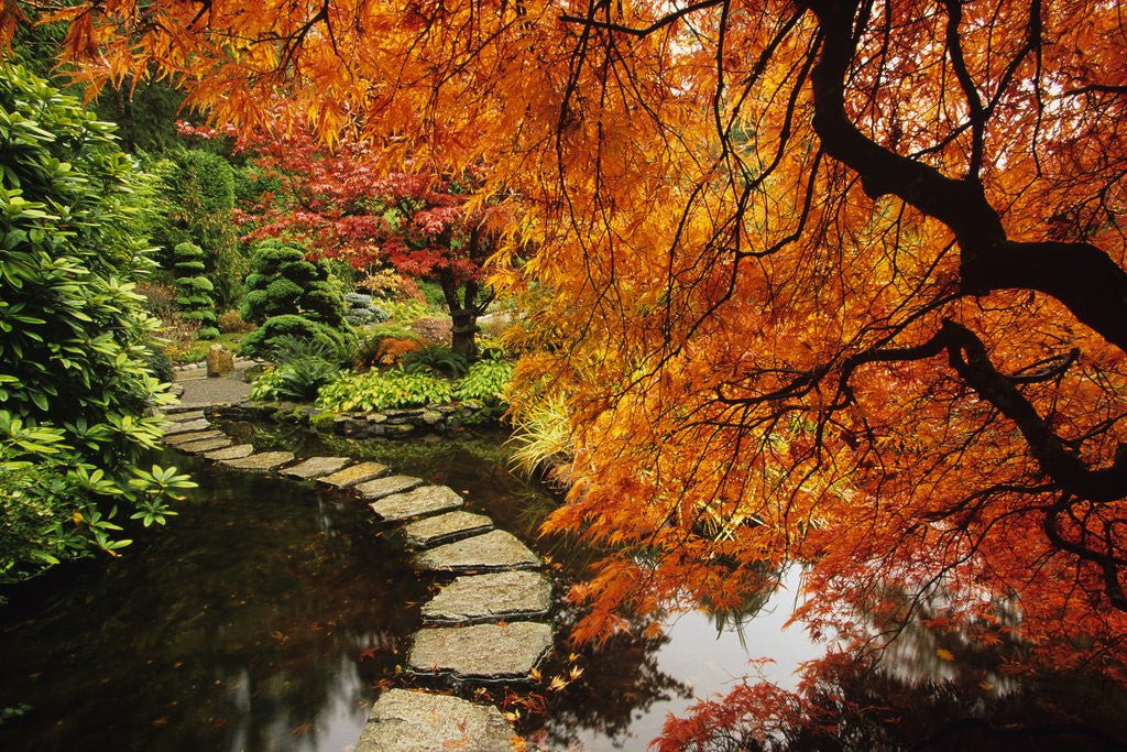 Detail of Autumn Colors in Butchart Gardens, Victoria, Vancouver Island, British Columbia, Canada by Corbis