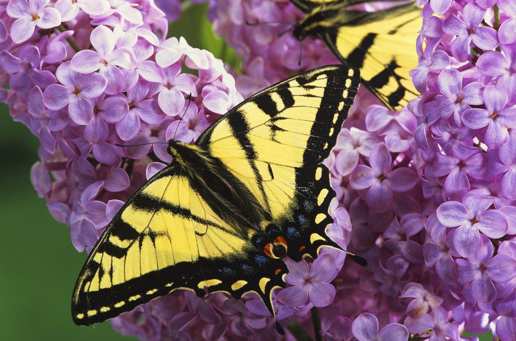Detail of A Canadian Tiger Swallowtail Butterfly (Papilio Canadensis) in the Maritimes, Newfoundland and Labrador, Canada by Anonymous