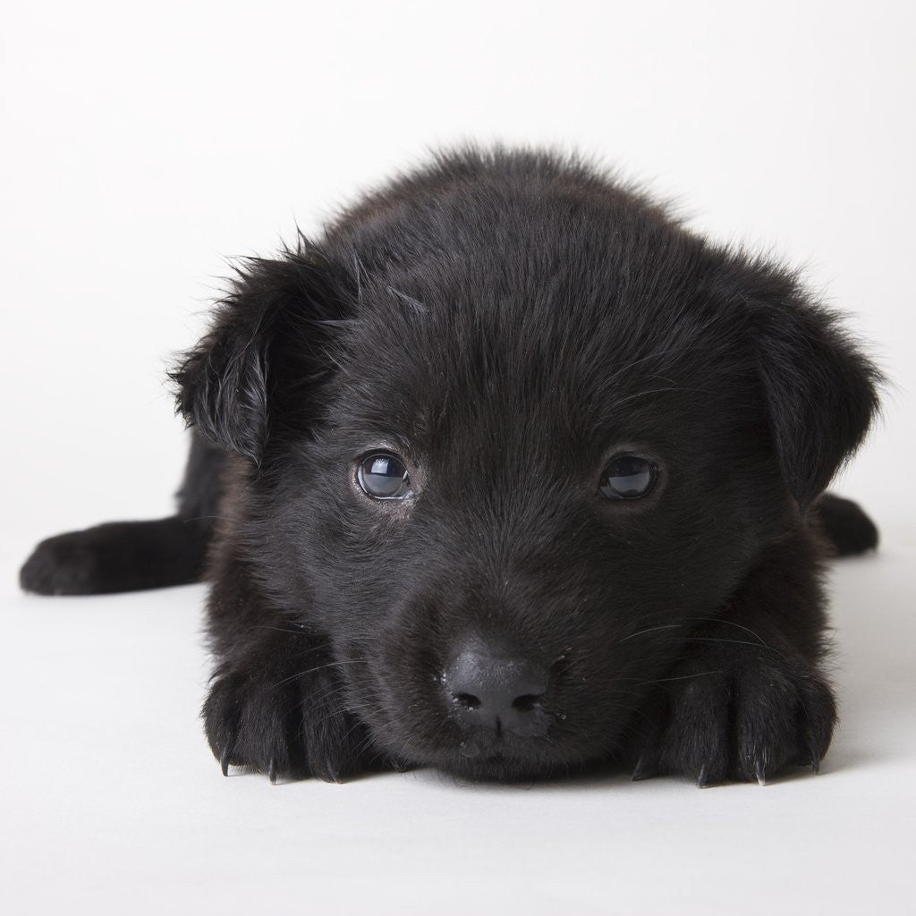 Detail of Black labrador puppy by Corbis