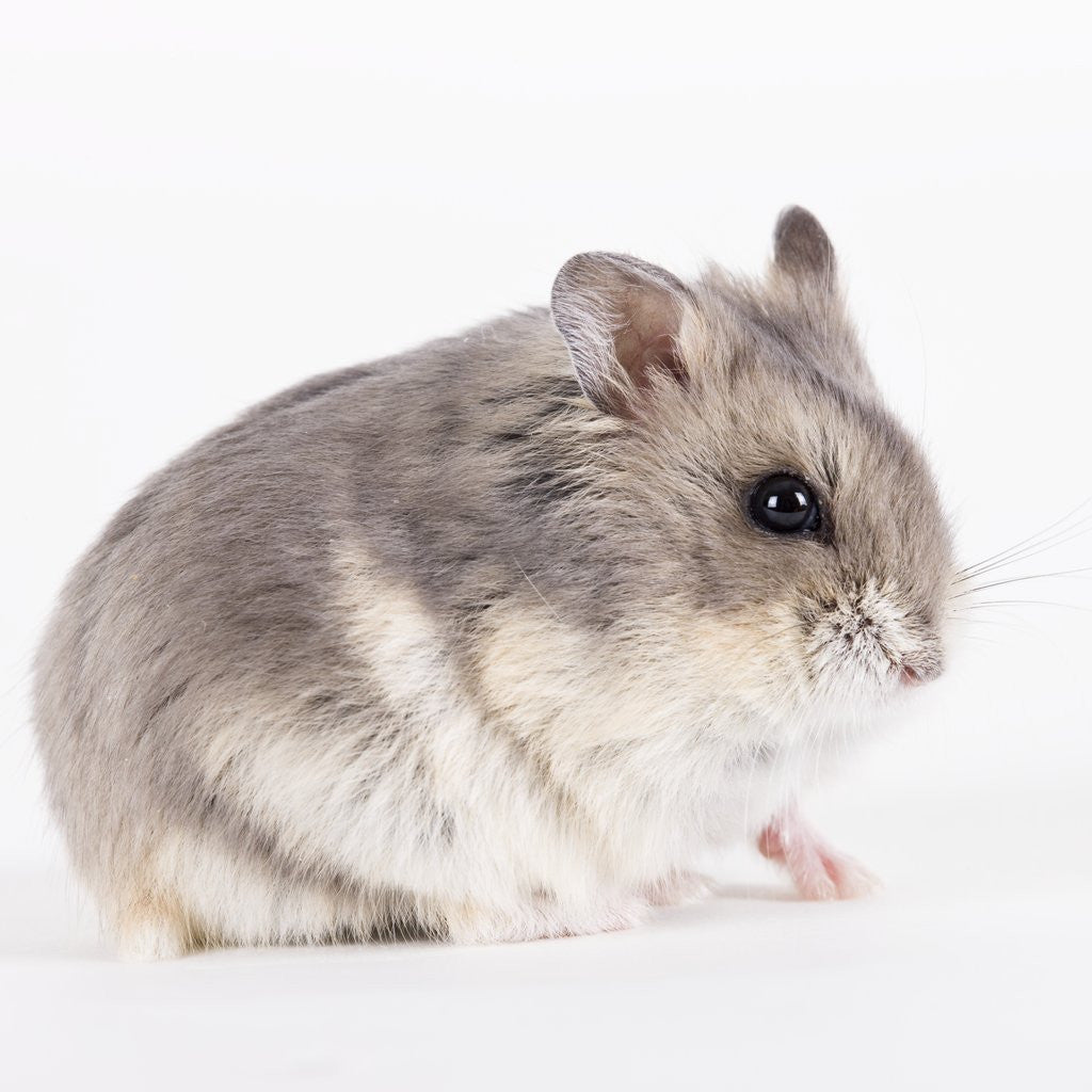 Detail of Chinchilla by Anonymous