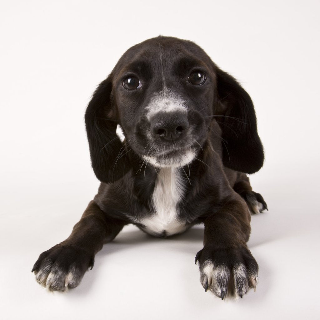Detail of Black and white puppy by Anonymous