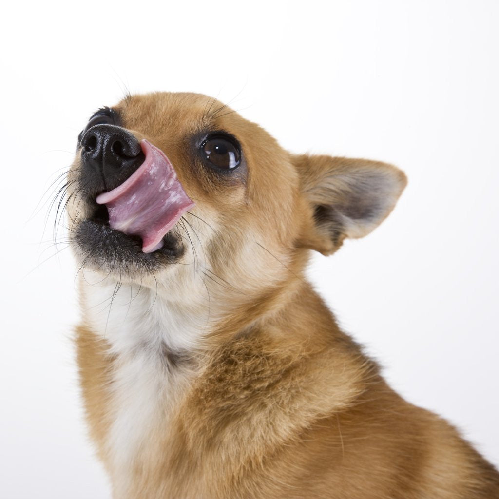 Detail of Corgi puppy with tongue sticking out by Anonymous