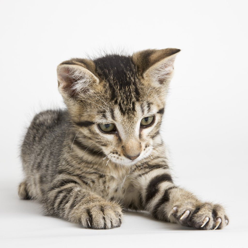 Detail of Tabby kitten by Anonymous