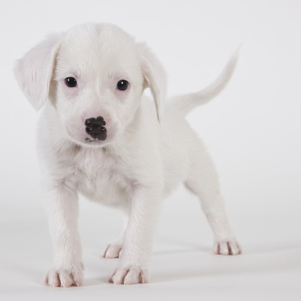 Detail of Pitbull puppy by Anonymous