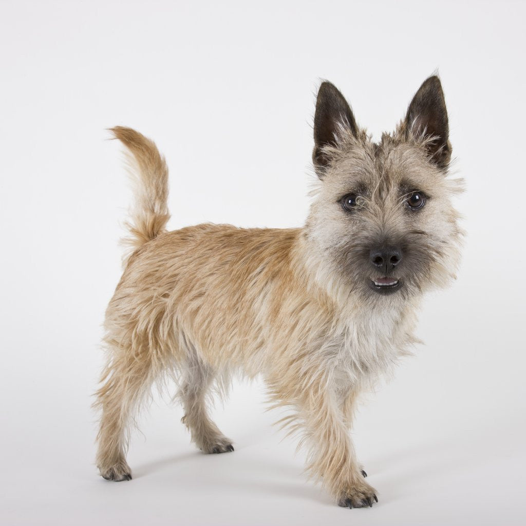 Detail of Terrier by Anonymous