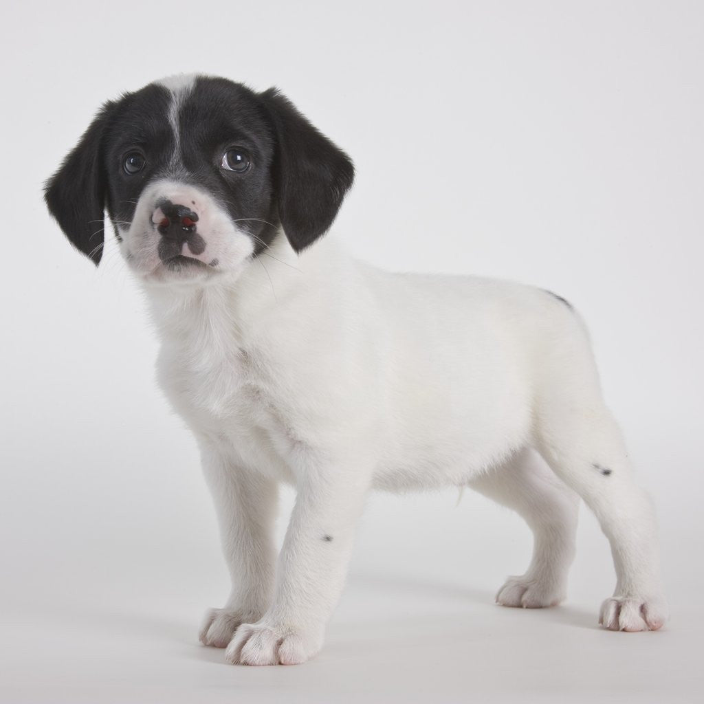 Detail of Pitbull puppy by Anonymous