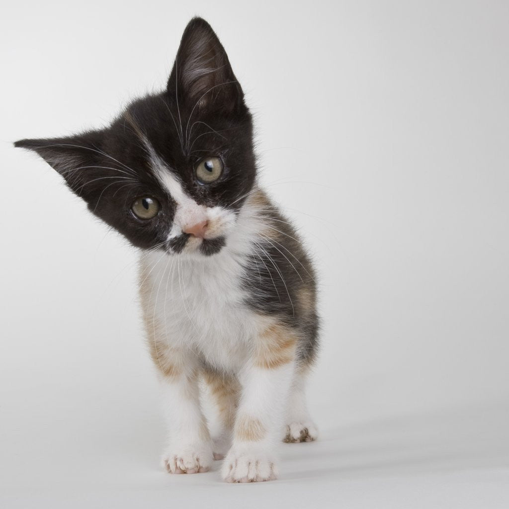 Detail of Calico kitten by Anonymous