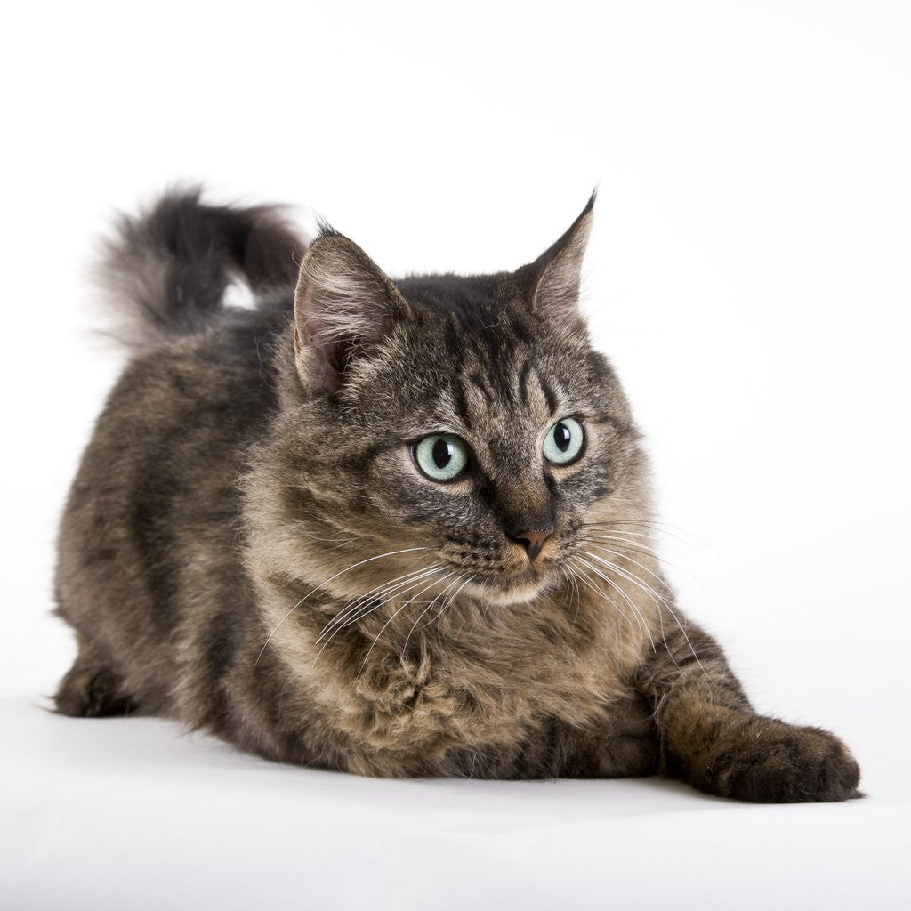 Detail of Tabby cat by Anonymous
